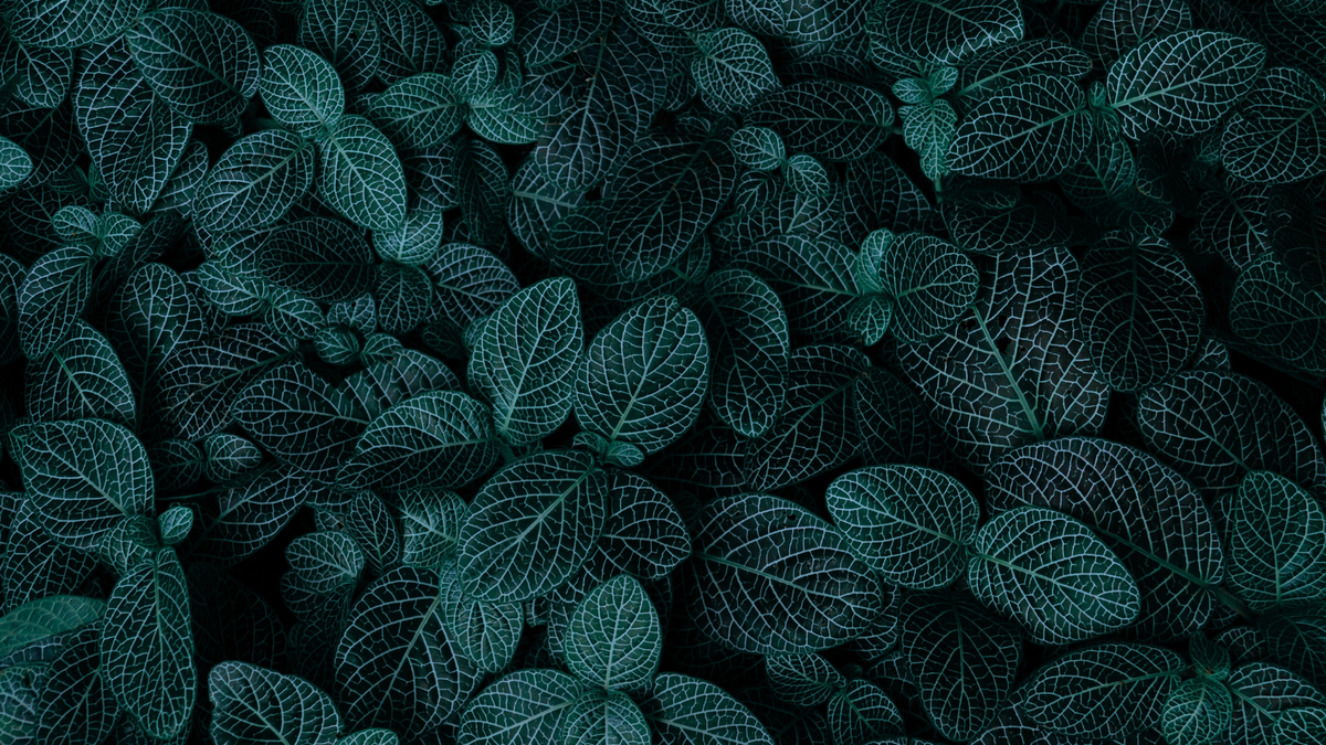 Dark green to black nettle leaves with prominent light green veins, filling the entire frame.