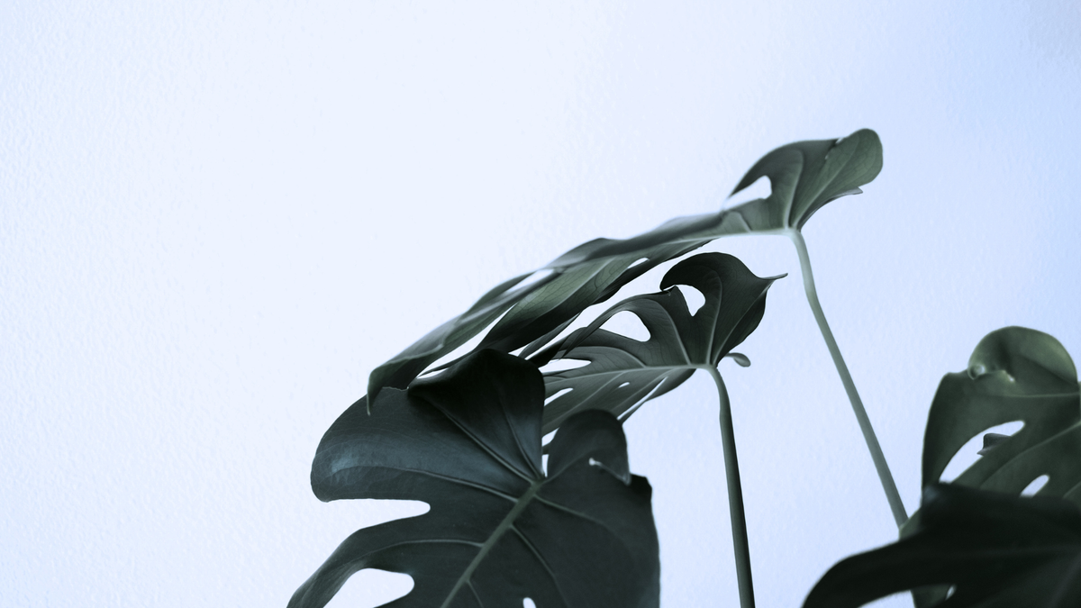 Dark green monstera plant leaves photographed against a pale light blue sky background. Nature scenery