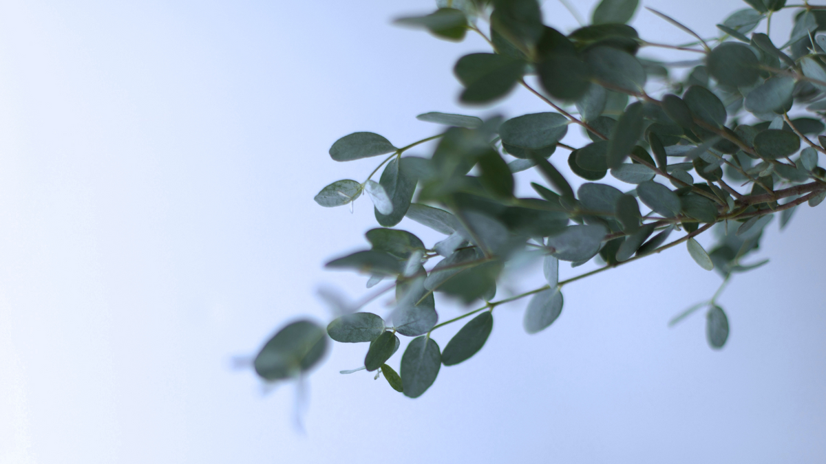 A close-up shot of a eucalyptus branch with green leaves against a soft, light blue sky background.