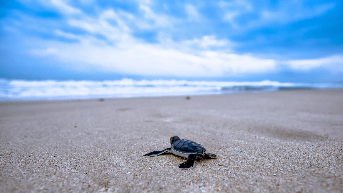 a baby turltle crowling to the sea