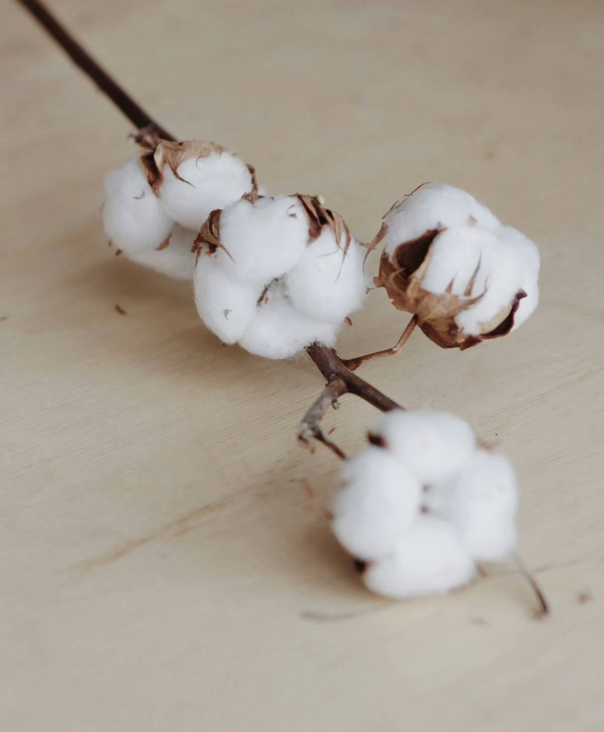 A close-up of a cotton boll branch with several white cotton bolls and a few brown dried tips, resting on a light beige wooden surface.